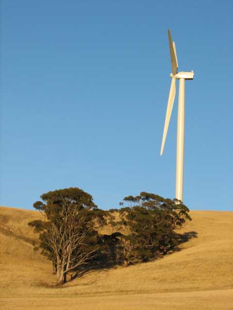 Trees and turbine