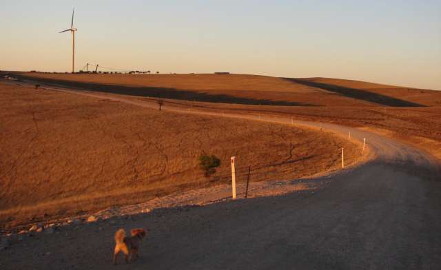 Dog on a quest
