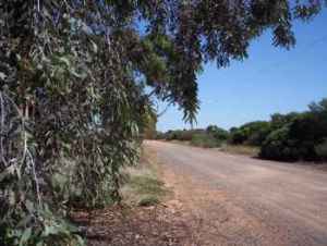 Revegetation