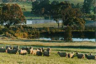 Well fed woolly sheep and a full farm dam