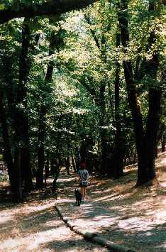 A walk in the Wirrabara forest, S. Australia