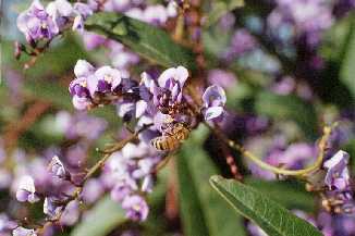 Hardenbergia violacea blossom