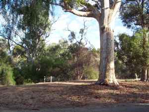 Pepper trees at Bowman Park