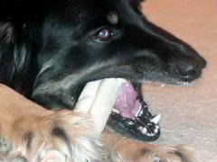 Chewing, chewing, chewing, chewing...