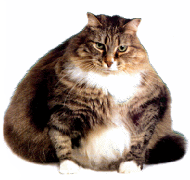Meow!