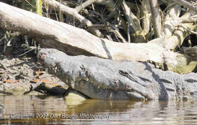 American Crocodile at Flamingo, FL.