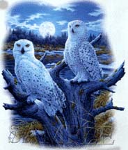 snow owl