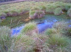 Oppenweher Moor