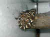 Sanzinia_madagasc._vorUmfrbung.JPG (88619 Byte)