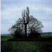 Odenwald-Baum