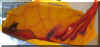 Bugleft.jpg (40202 Byte)