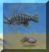 Stachelfish.jpg (46192 Byte)