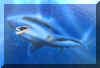 Shark.jpg (24992 Byte)