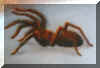 Tarantule.jpg (25726 Byte)