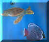 Turtle.jpg (37474 Byte)