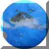 Turtle5.jpg (26469 Byte)