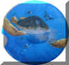 Turtle6.jpg (26498 Byte)