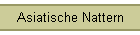 Asiatische Nattern