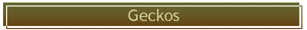 Geckos
