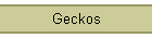Geckos