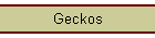 Geckos