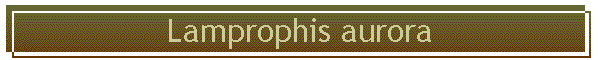 Lamprophis aurora