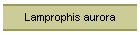 Lamprophis aurora