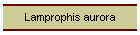 Lamprophis aurora