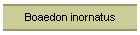Boaedon inornatus