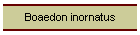Boaedon inornatus