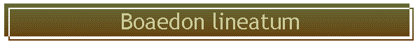 Boaedon lineatum