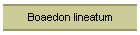 Boaedon lineatum