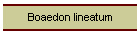 Boaedon lineatum