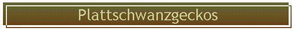 Plattschwanzgeckos