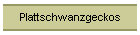 Plattschwanzgeckos