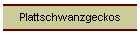 Plattschwanzgeckos