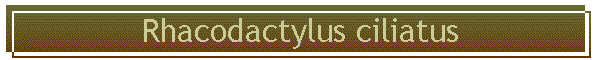 Rhacodactylus ciliatus