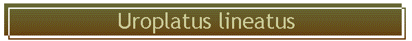 Uroplatus lineatus