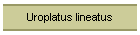 Uroplatus lineatus