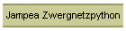 Jampea Zwergnetzpython