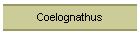 Coelognathus