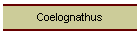 Coelognathus