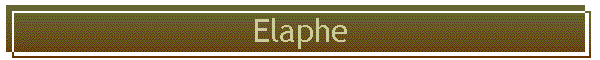 Elaphe
