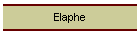 Elaphe