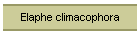 Elaphe climacophora
