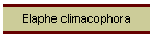 Elaphe climacophora