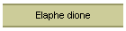 Elaphe dione