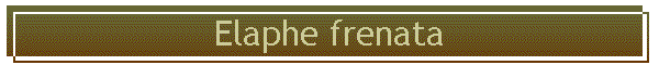Elaphe frenata