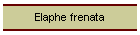 Elaphe frenata
