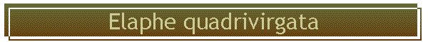 Elaphe quadrivirgata
